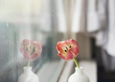 tulip 2569334 1920